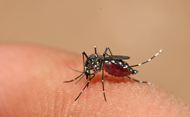 Sốt xuất huyết Dengue ở trẻ em