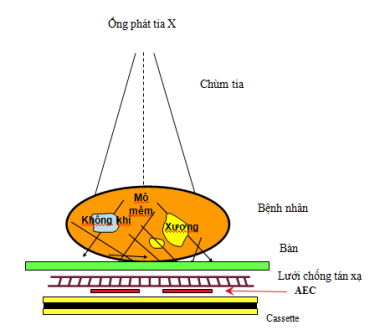 ThanhphanchinhXquang