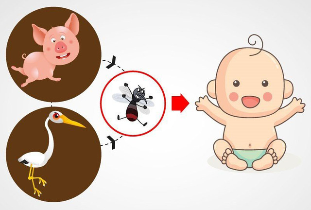 Dịch viêm não Nhật Bản đang gia tăng